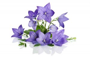 Flores color púrpura.