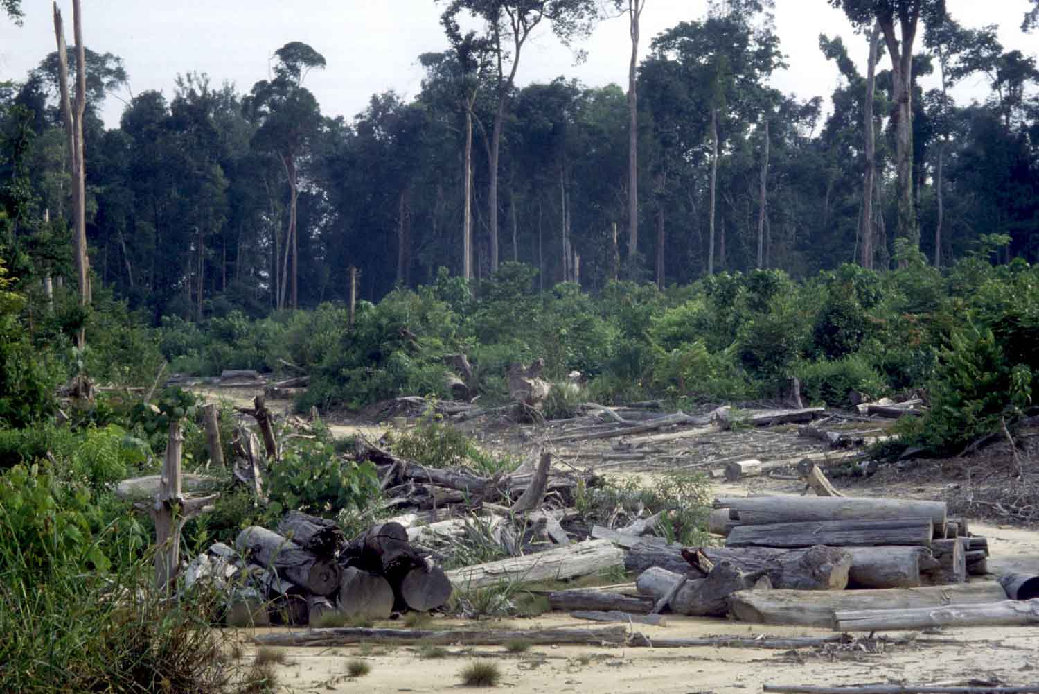 Colombia Deforestación
