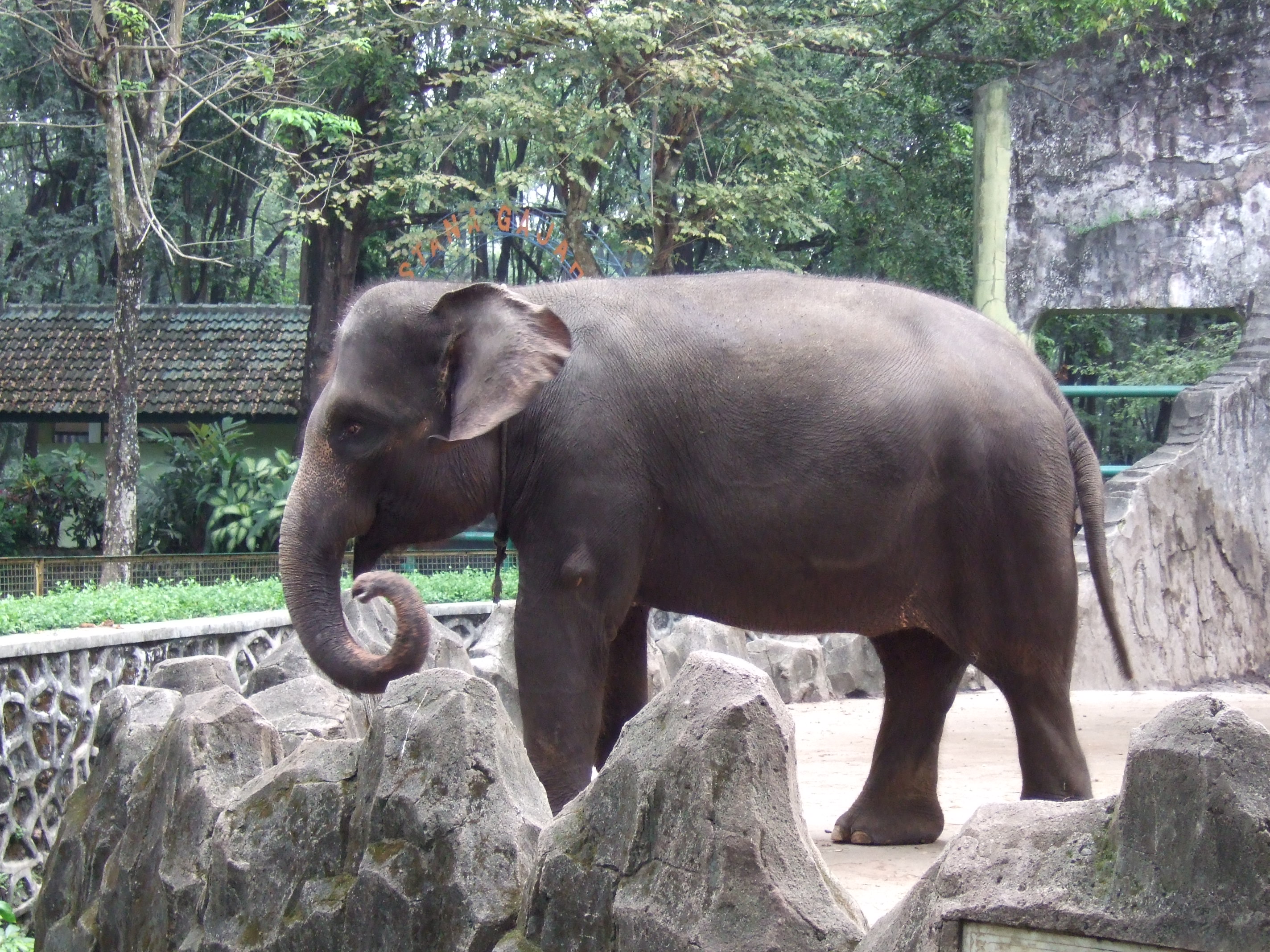 elefante de sumatra