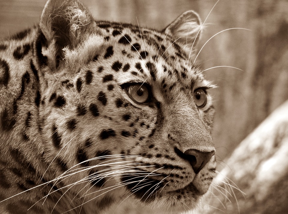 leopardo amur