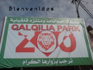 Qalqilya zoo copy