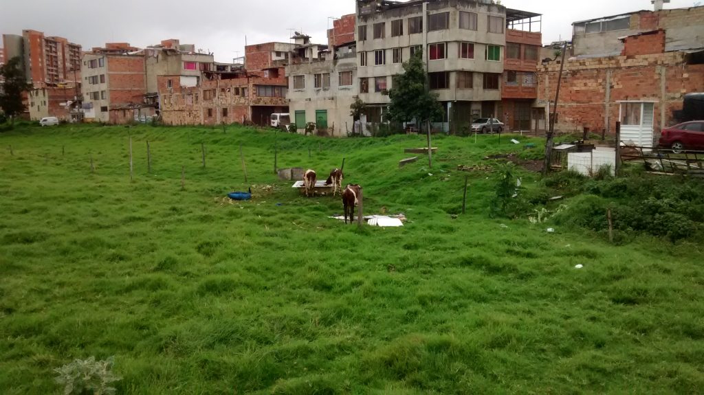 Some city grazers in Barrio Santandercito in the north of Bogotá, Colombia.