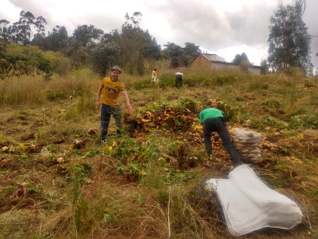 Getting down and dirty picking arracachas on a farm near Jenesano, Boyacá, Colombia.