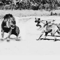 Perros legendarios, los Ridgeback de Rodhesia se enfrentan a los leones hasta hacwerlos correr