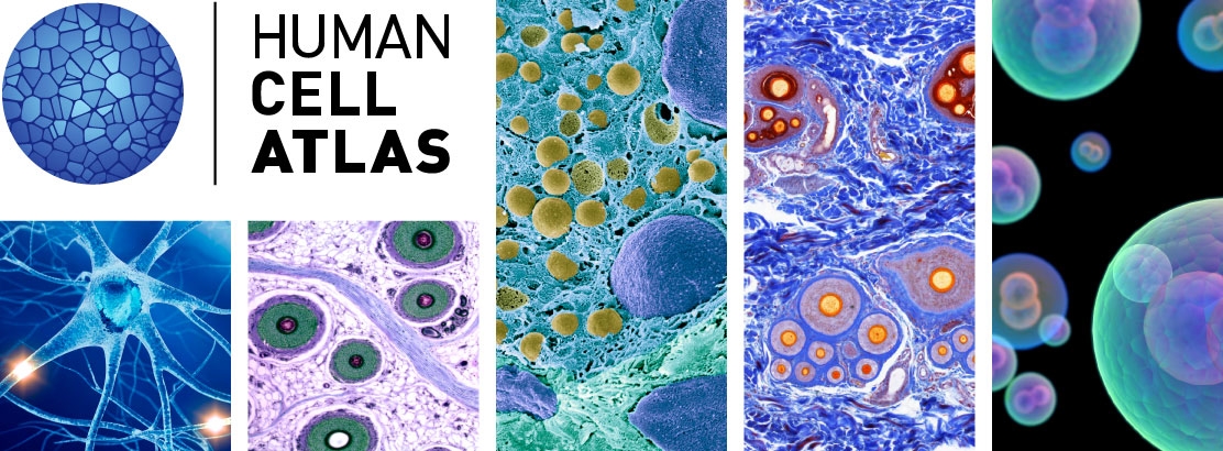 Tomado de: Broad Institute, Research highlights: Human Cell Atlas. https://www.broadinstitute.org/research-highlights-human-cell-atlas