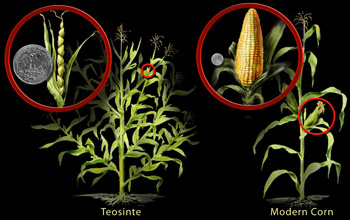 corn-and-teosinte_f