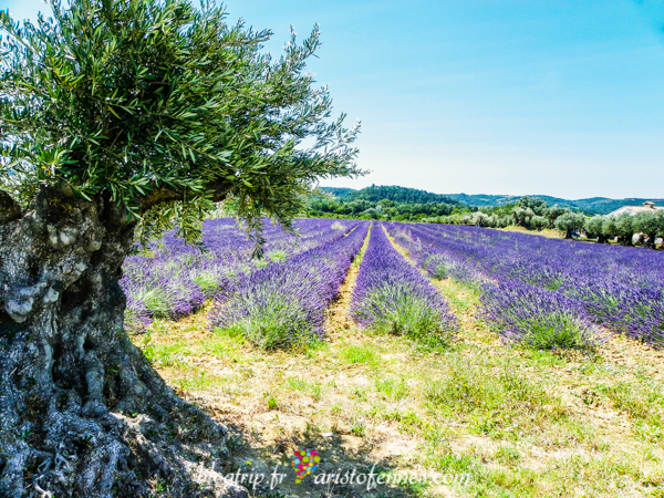 Viaje a los campos de lavanda en Francia | Blogs El Tiempo