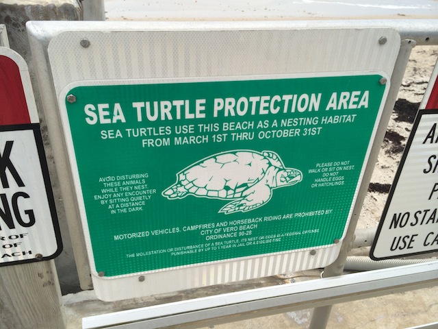 tortugas en vero beach