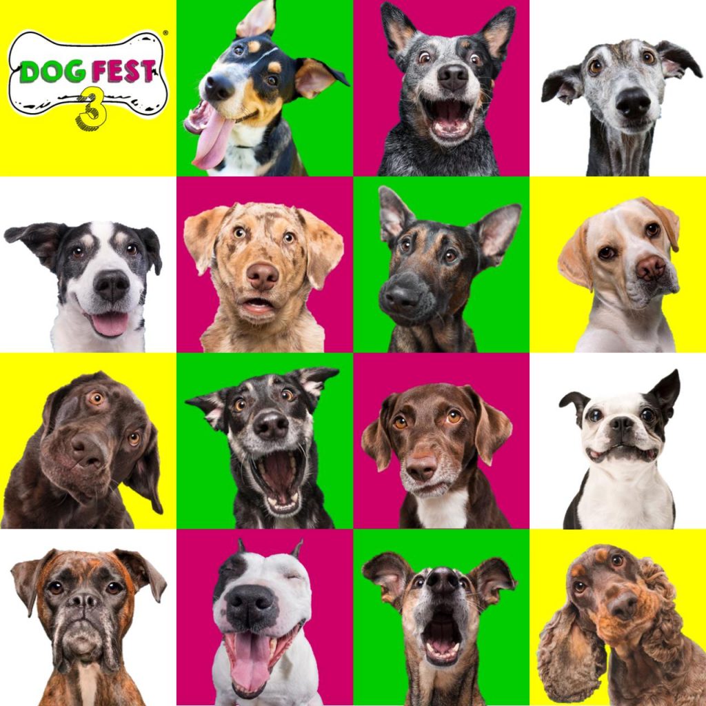 Dog Fest 2019-Foto: GMT Agencia