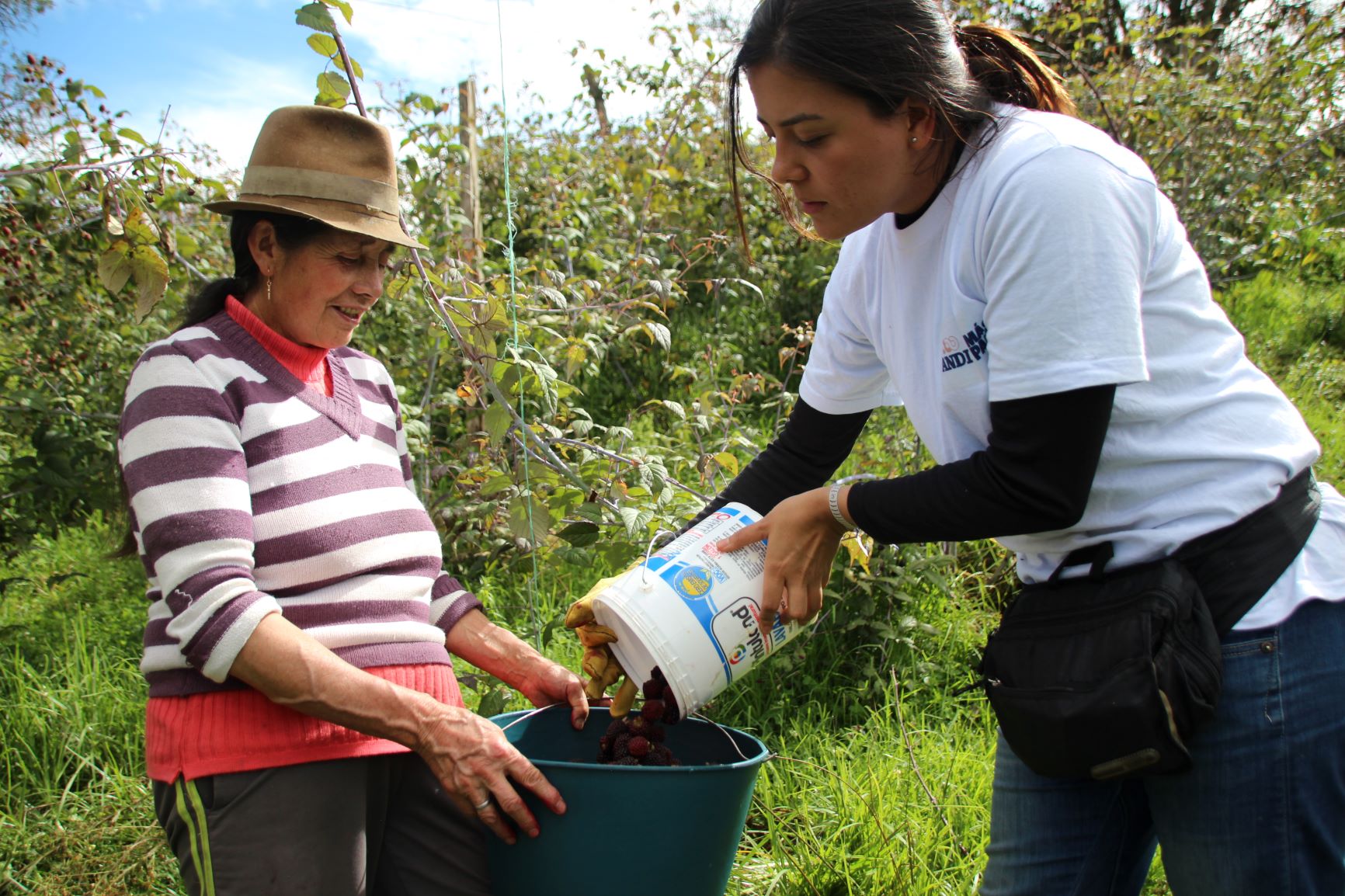 Apoyo a pequeños productores de mora en Villapinzón. Fundación ANDI