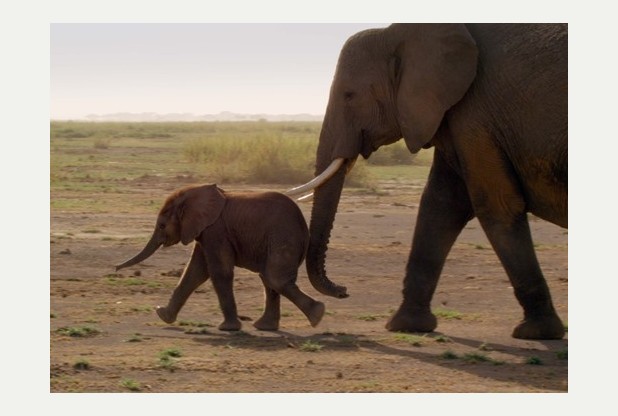 WARNING: Embargoed for publication until: 18/11/2014 - Programme Name: Life Story - TX: n/a - Episode: n/a (No. 6) - Picture Shows: An African elephant calf (Loxodonta africana) is nudged to hurry up and follow the rest of the group. The early mornings are a trying time for elephant mothers! Amboseli, Kenya.  - (C) BBC - Photographer: Grab