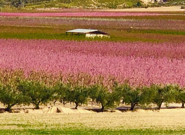 Foto:Victoria Puerta. Apenas se siente la vitalidad de la naturaleza, aunque el color anime los sentidos.