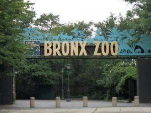 "Stavenn Bronx Zoo 00" by Stavenn - Own work. Licensed under CC BY-SA 3.0 via Wikimedia Commons