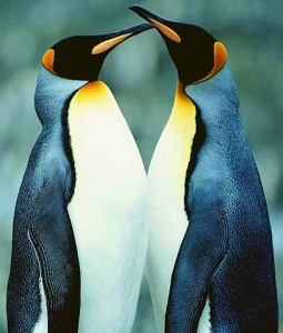 marmotazos-pinguino