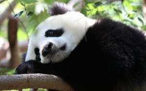 marmotazos-sad-panda