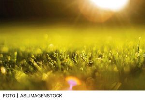 asuimagenstock_fresh grass