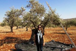 Odette en la cosecha de los olivos, cerca de Taybeh