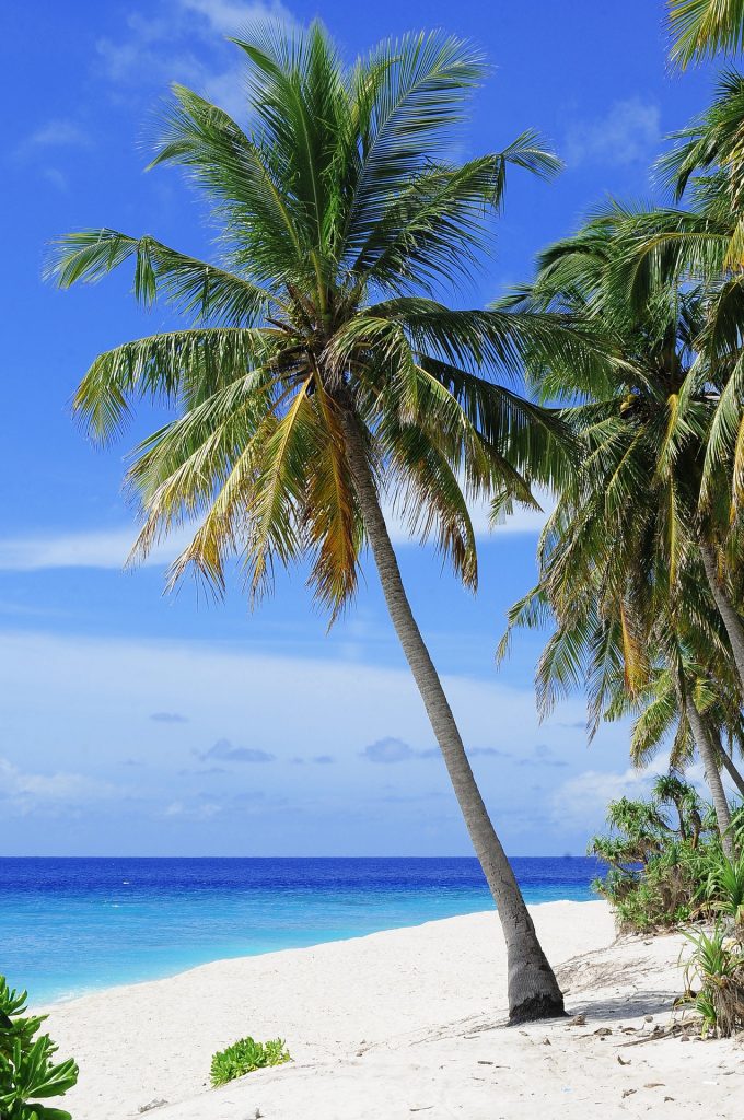 Imagen 3. Palmeras y playa, tomado de pixabay