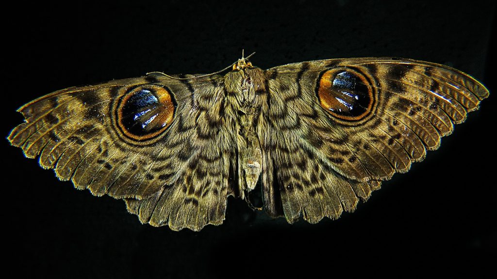 Imagen 2.  Mariposa nocturna. Tomada Pixabay.