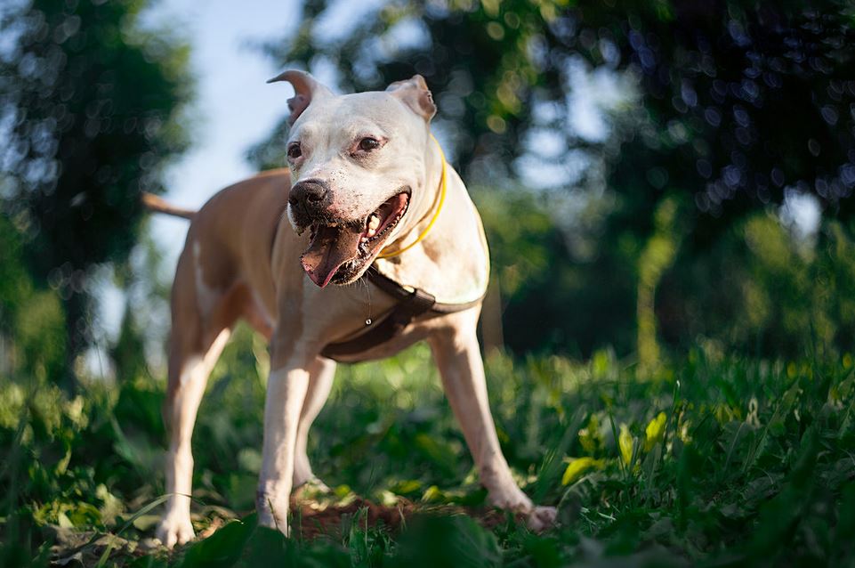 Sabías que estos son los 15 perros más peligrosos del mundo? Blogs El Tiempo
