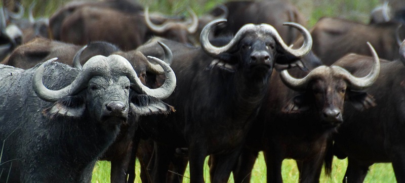 Búfalos, animales que se drogan con alimentos de la naturaleza