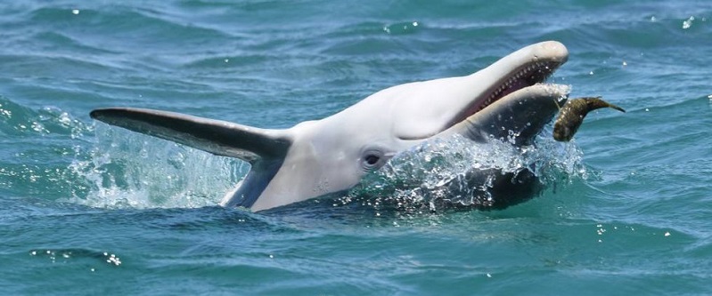 Delfines, animales que se drogan con alimentos de la naturaleza