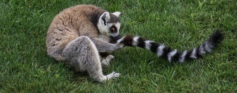 Lemures negros, animales que se drogan con alimentos de la naturaleza