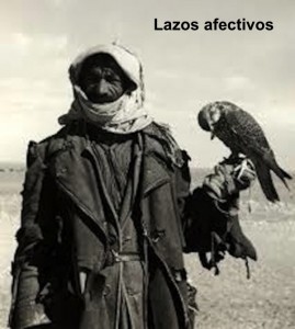 bedouin falcon afect