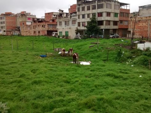 Cattle on Bogotá's northern limits: Bringing a bit of the country to the city.