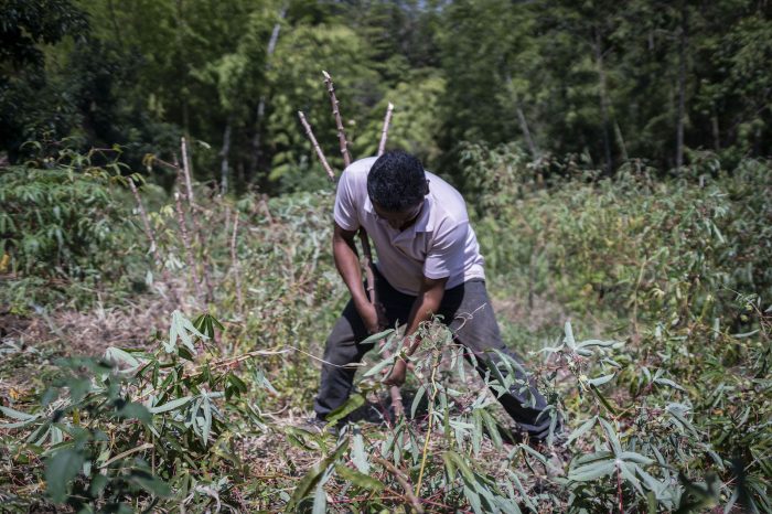 Así se recoge la cosecha en Armero Guayabal.