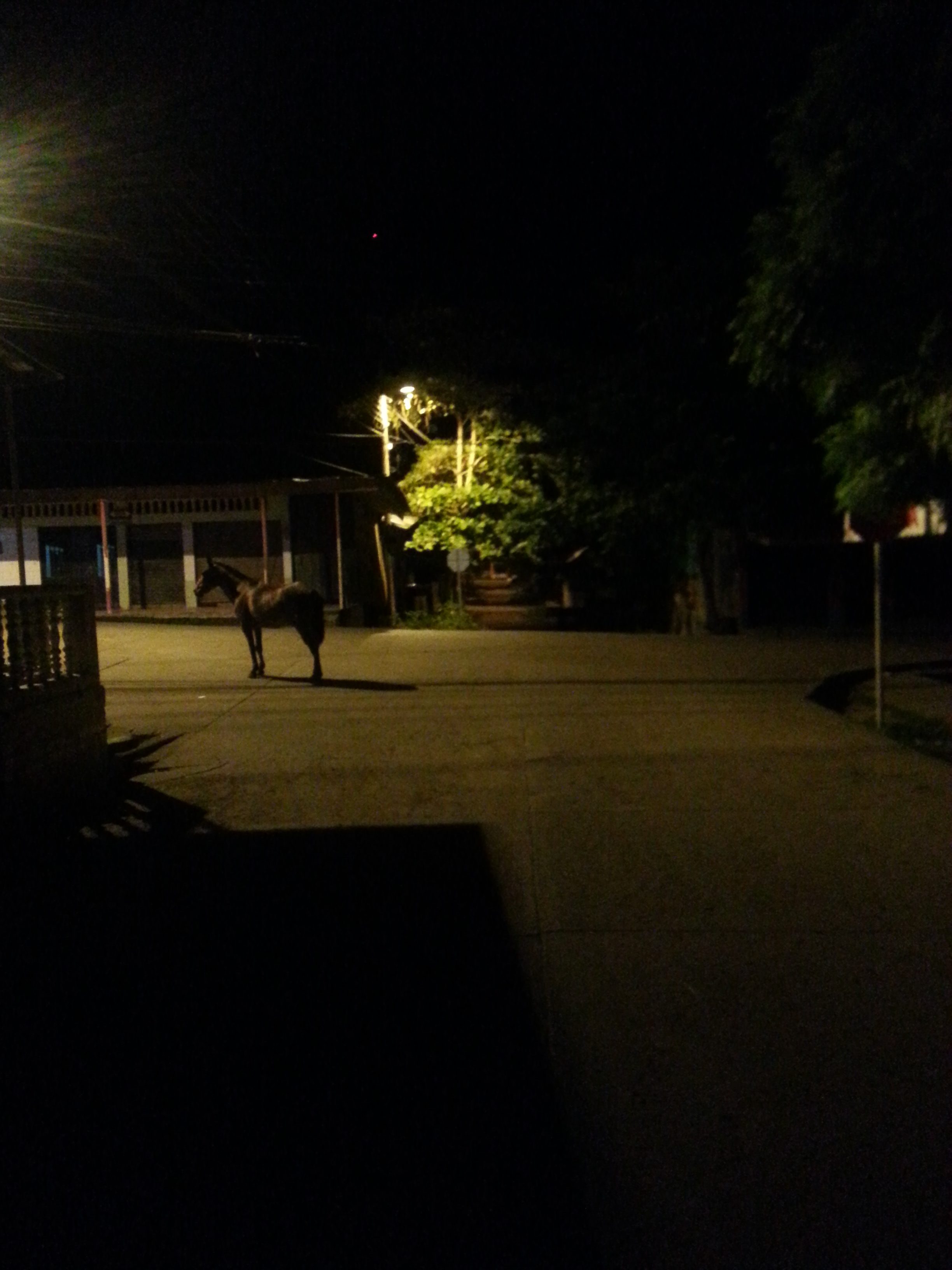 A lone horse stands guard on the dimly-lit street of Curillo, Caquetá, Colombia.