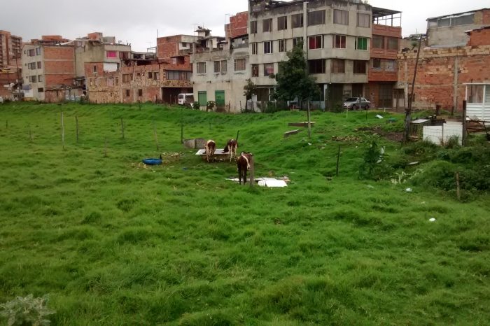 Cattle on Bogotá's northern limits: Bringing a bit of the country to the city.