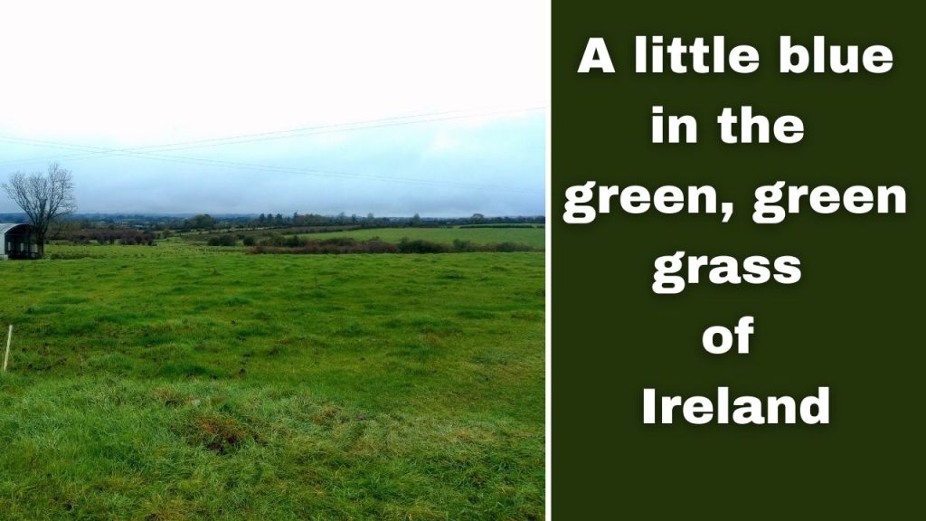 A little blue in the green, green grass of Ireland